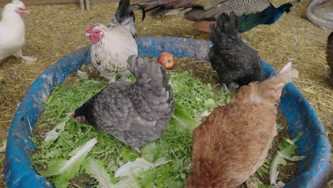 farm scene with chickens eating fresh vegetables