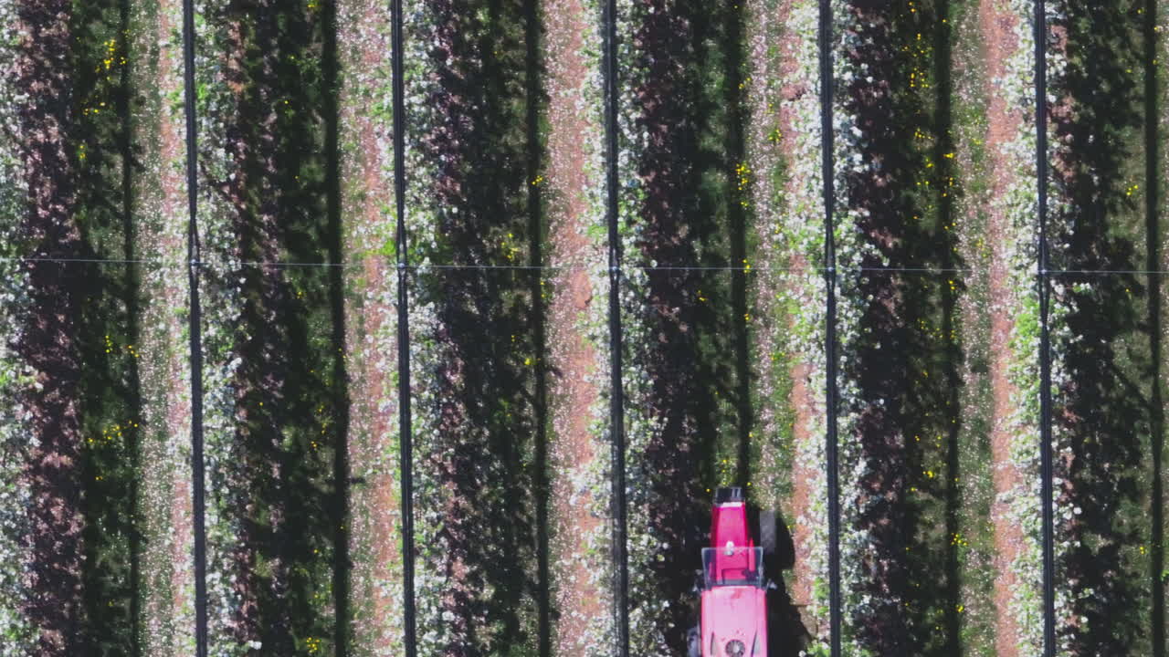 Aerial View of a Rose Plantation and Agricultural Activities
