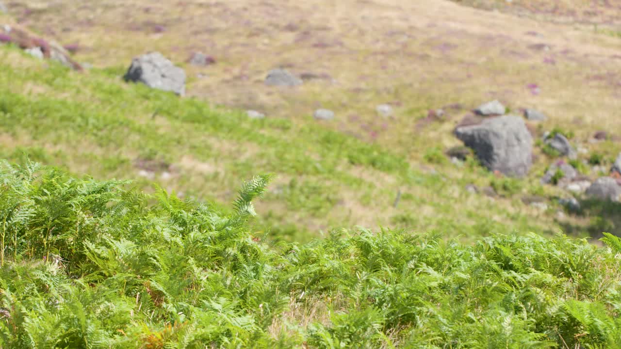 Lush green ferns sway in gentle breeze on sunlit hillside meadow, camera remains steady