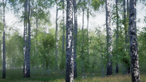 birch tree forest