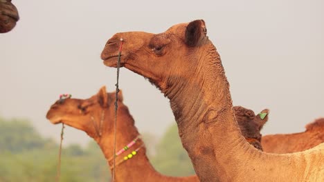 Camels-in-slow-motion-at-the-Pushkar-Fair,-also-called-the-Pushkar-Camel-Fair-or-locally-as-Kartik-Mela-is-an-annual-multi-day-livestock-fair-and-cultural-held-in-the-town-of-Pushkar-Rajasthan,-India.