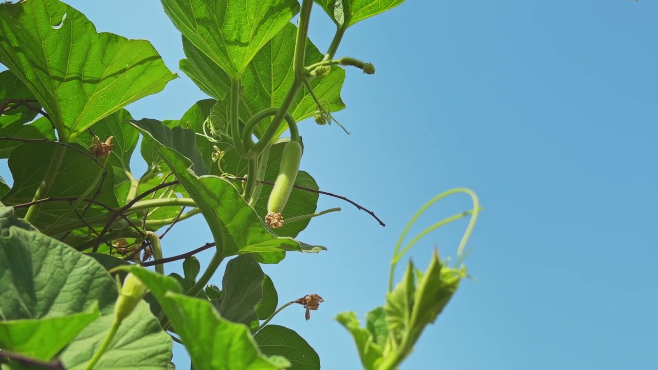 Inquadratura dal basso di una giovane zucca a fiasco che cresce su una pianta rampicante con viticci arricciati e foglie verdi rigogliose contro un cielo azzurro limpido alla luce naturale del giorno.