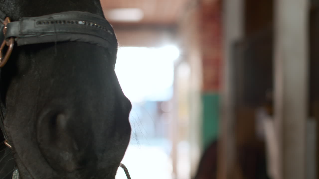 persona acariciando a un caballo de cerca