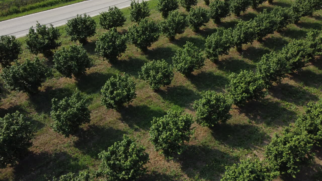 avellanos agricultura cultivo campo vista aérea