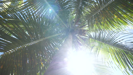 tropical palm tree with coconuts - sun rays shining through leaves