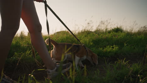 close up of person walking with dog on leash as dog sniffs ground, bright sunlight illuminating greenery, leg in motion, distance building visible, rural setting