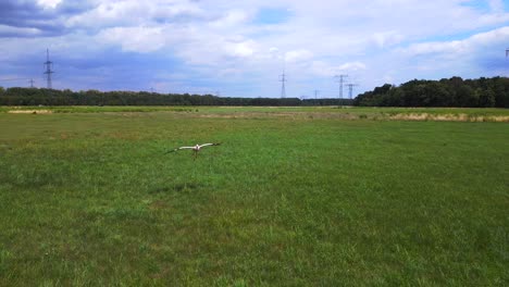 storks fly to drone over meadow