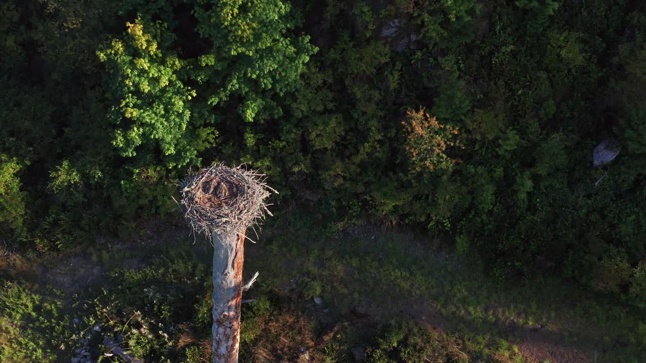 Drone Aerial Dolly Shot Overlooking Bird's Nest during with some incredible light within a forest