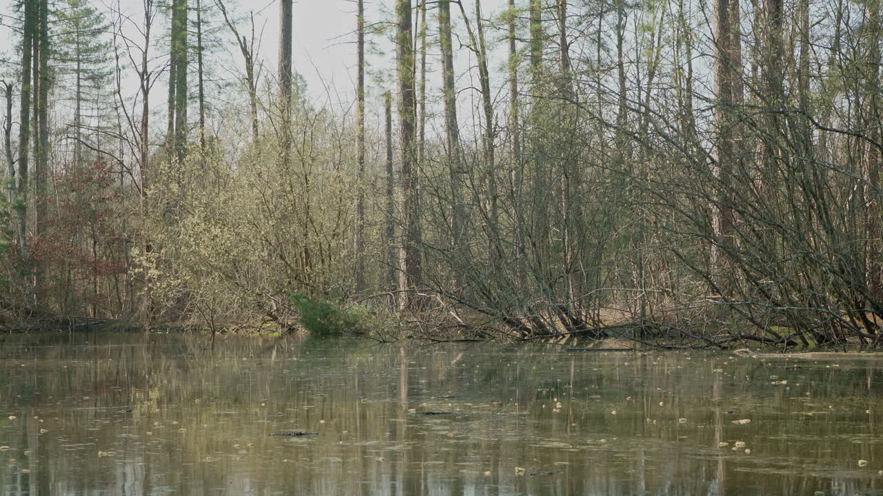 A zoom out to a wide angle of swamp water moving in front of a tree filled shore