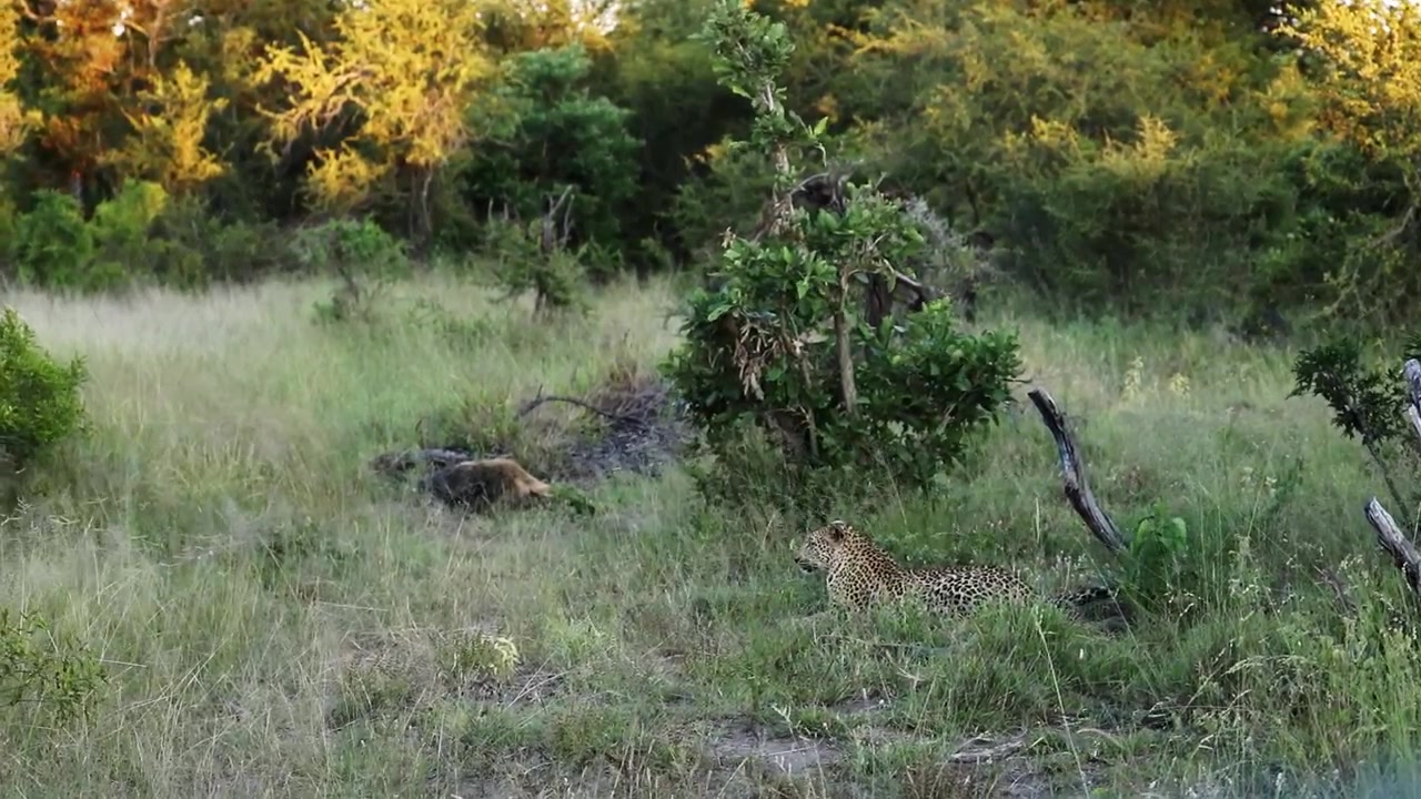 African leopard sneaking up on Spotted Hyena scavenging on remains from a recent kill.