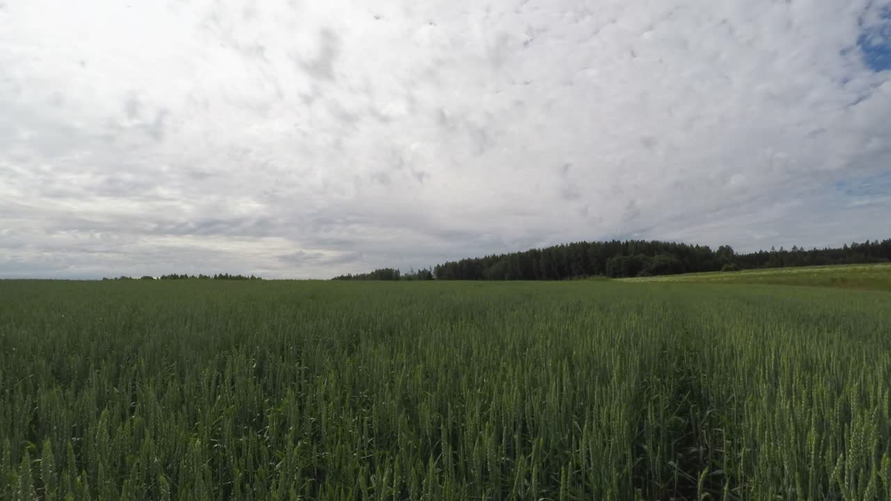 Summer wheat timelapse vertical camera lift view