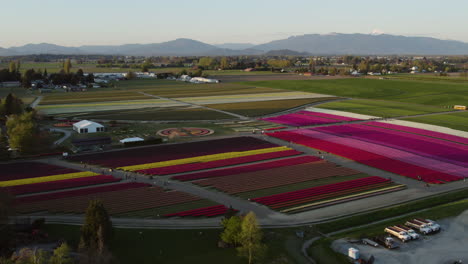 Drone-tilting-toward-people-at-a-Tulip-plantation,-on-a-sunny,-summer-evening