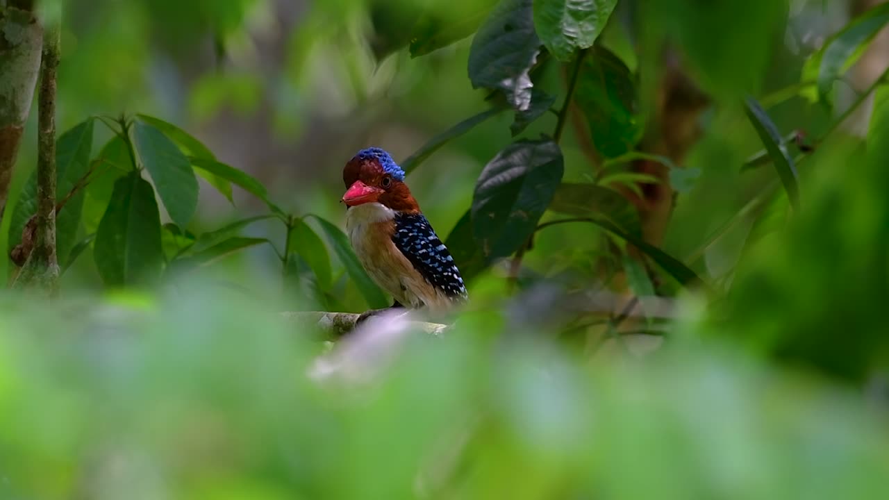 un martín pescador de árboles y una de las aves más hermosas que se encuentran en tailandia dentro de las selvas tropicales