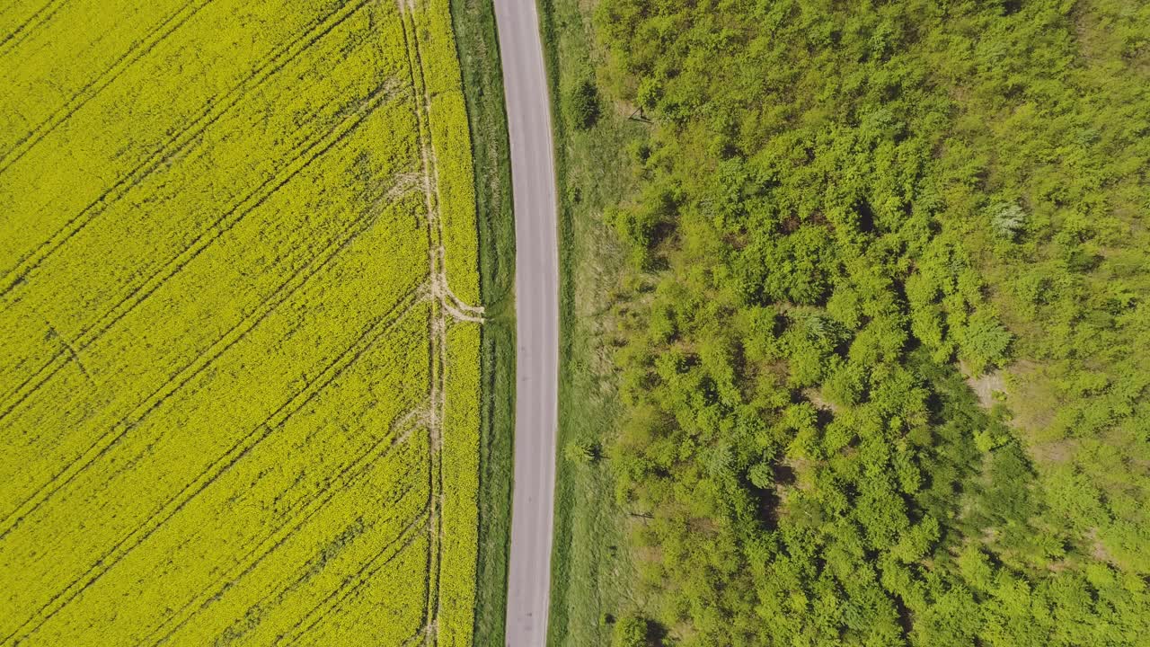 하늘을 배경으로 한 유채꽃밭 풍경 14