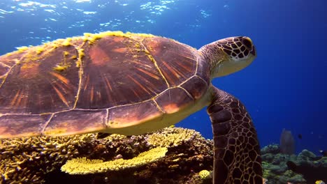 Nahaufnahme-Einer-Grünen-Schildkröte,-Die-Friedlich-Im-Blauen-Meerwasser-über-Dem-Riff-Schwimmt