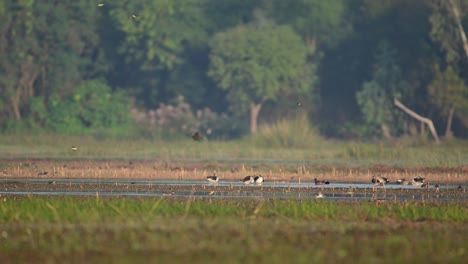 Flock-of-Ducks-in-Wetland-in-Morning