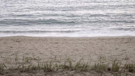 Beach-sand-and-wave-sea-background-and-a-fore-ground-with-a-green-hay