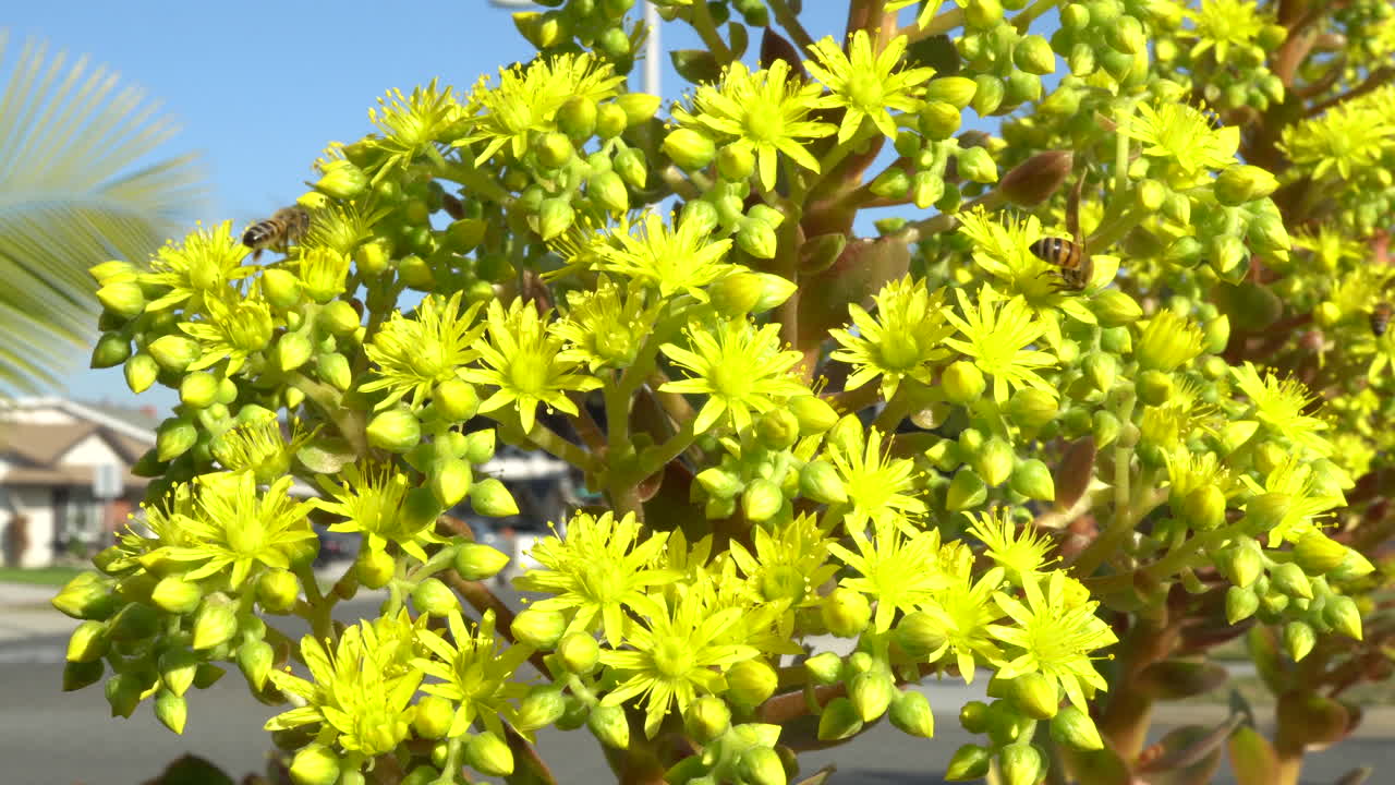 Honey bees pollinating yellow succulents on a summer day
