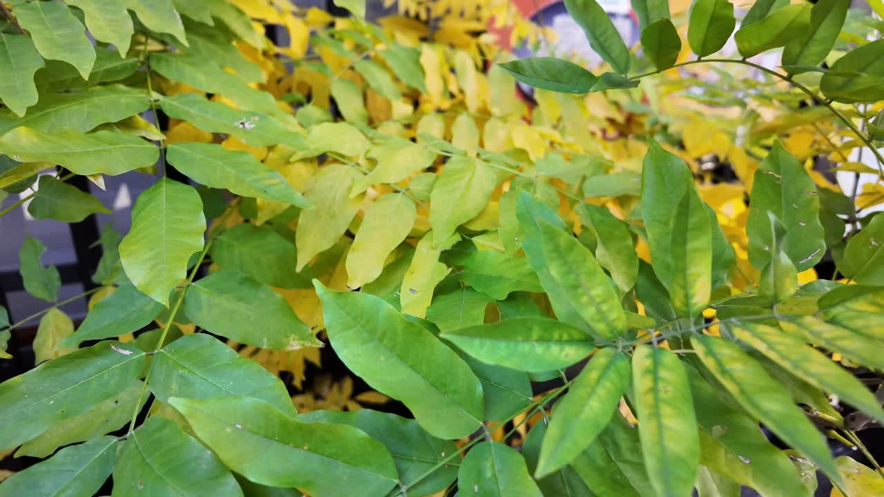 Green and yellow leaves growing on branches during the fall season, creating a vibrant display of color