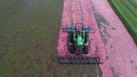 Ein-Eggentraktor-Arbeitet-Sich-Langsam-Durch-Ein-Preiselbeermoor-Und-Stößt-Die-Preiselbeeren-Sanft-Von-Ihren-Stängeln,-Sodass-Sie-Durch-Ihren-Auftrieb-An-Die-Wasseroberfläche-Treiben-Können