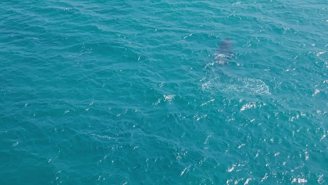 A playful whale calf makes a small jump attempt before gliding through the water beside its mother. A tender, cinematic wildlife moment capturing the beauty of ocean life