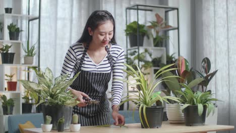 woman taking care of indoor plants