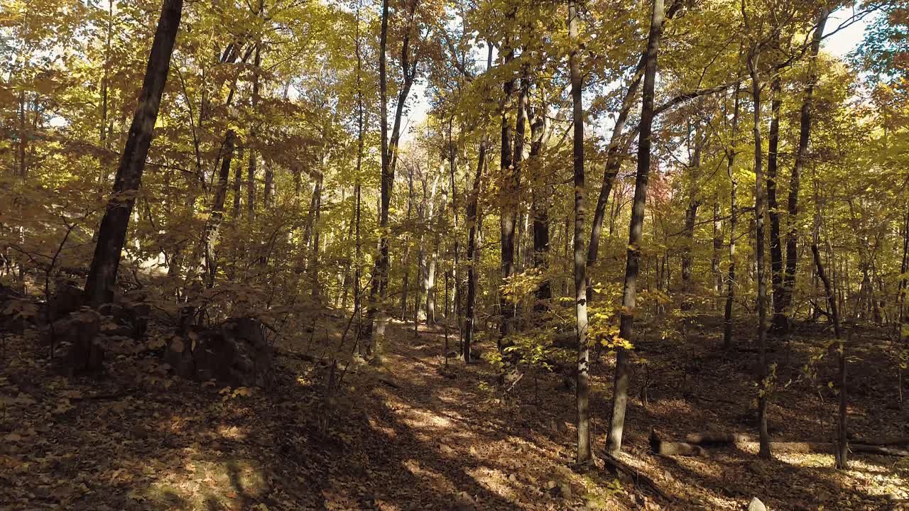 Fluttuando attraverso una foresta autunnale in una giornata di sole autunnale