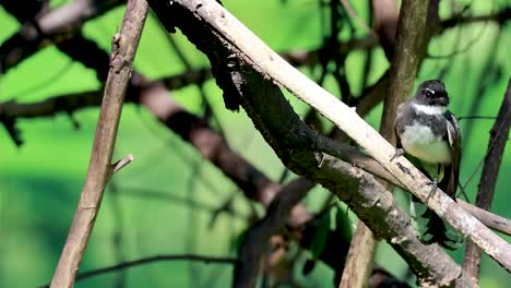 pájaro posado en las ramas en la vegetación exuberante