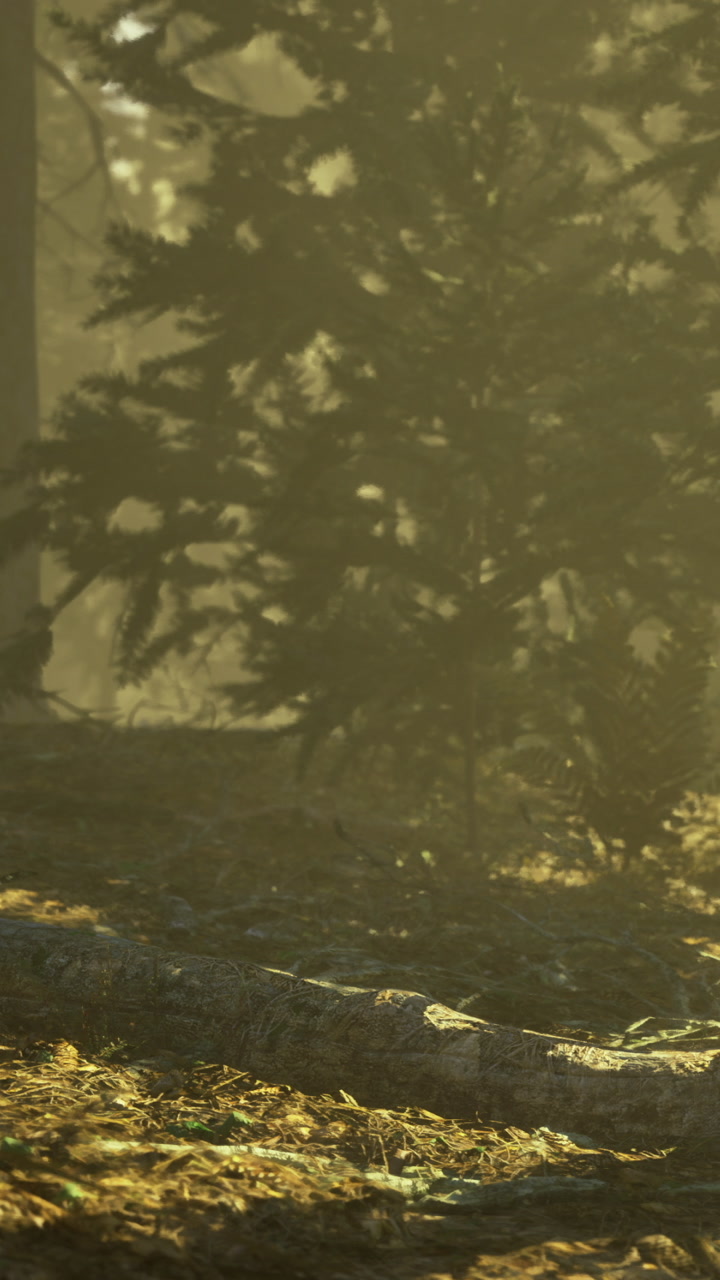 Serenity envelops the forest floor as sunlight gently filters through trees