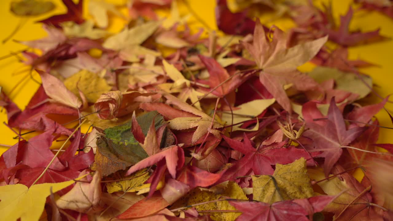 colección de hojas de otoño