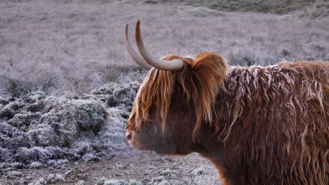 profile shot of highland cow under frost in the morning in a rural area of scotland, united kingdom