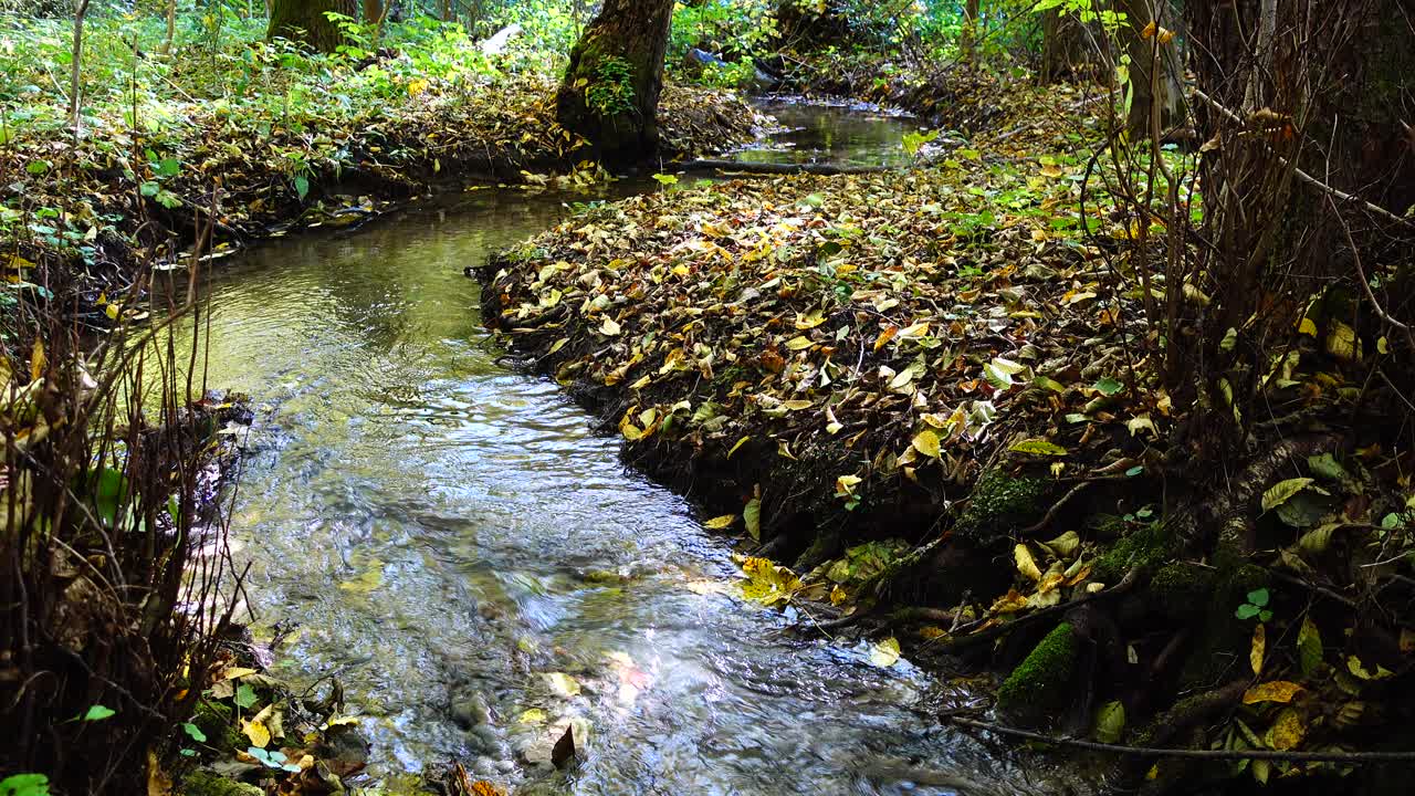 Aliran Sungai di Hutan. Hutan Musim Gugur