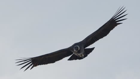 Andean-condor-,-one-of-the-largest-flying-birds-in-the-world