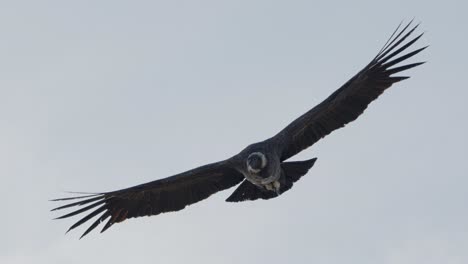 andean condor , one of the largest flying birds in the world