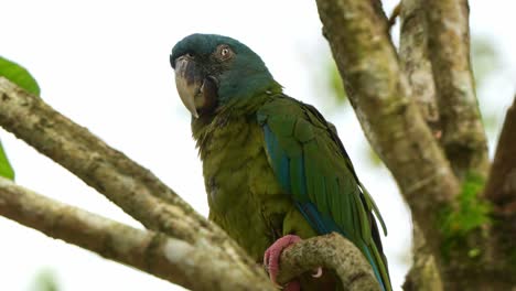 Wild-blue-headed-macaw,-primolius-couloni-perched-and-resting-on-the-branch,-dozing-off-on-the-tree-during-the-day,-with-its-eyes-slowly-closing,-close-up-shot-of-a-vulnerable-parrot-bird-species