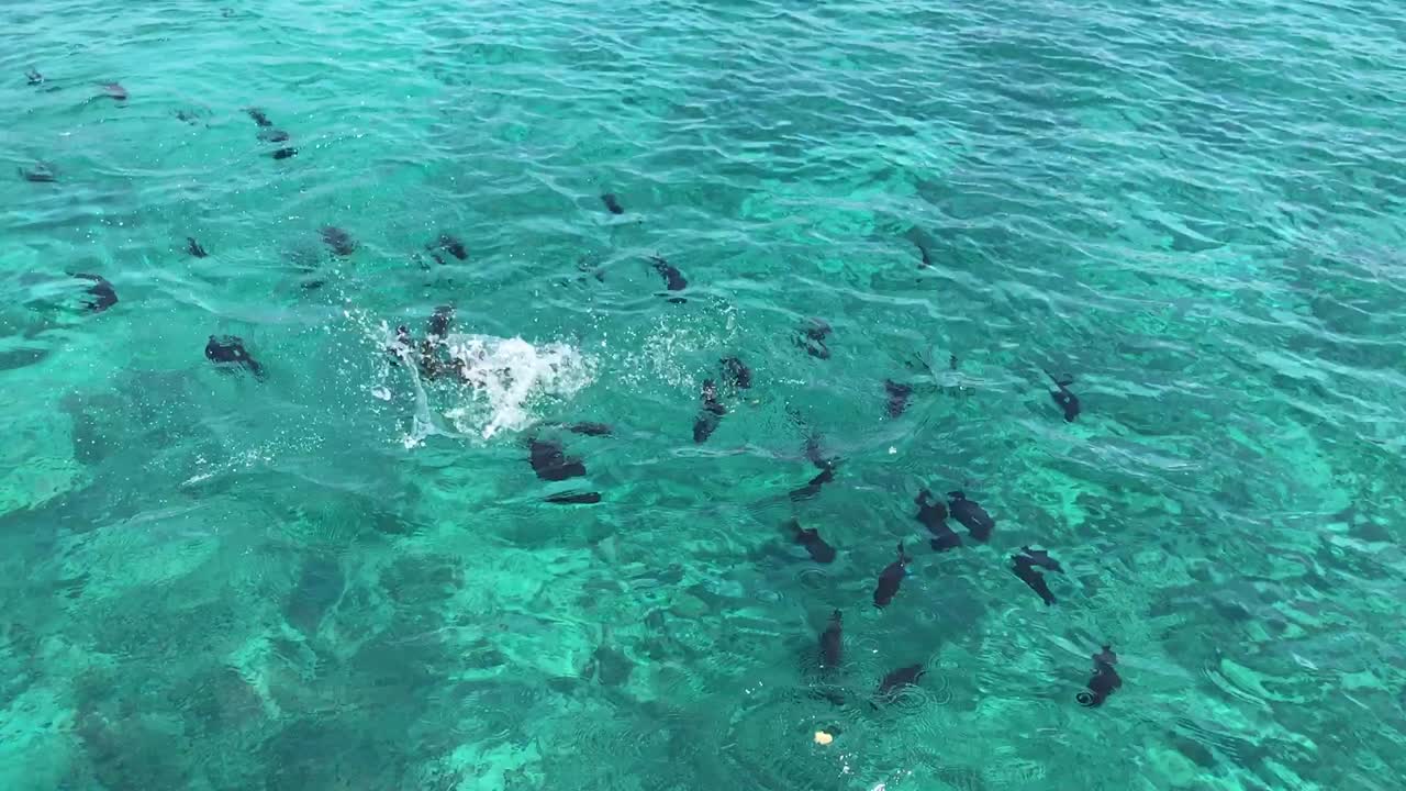 하와이 와이키키 해변에서 humuhumu-ele'ele로도 알려진 작은 손으로 먹이를 주는 검은 두르곤 트리거피시