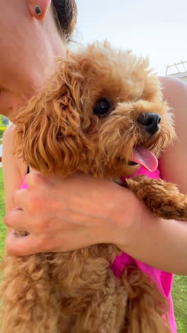 woman holding a toy poodle