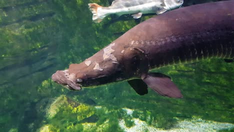 bagre de cola roja y arapaima nadando muy cerca de la cámara