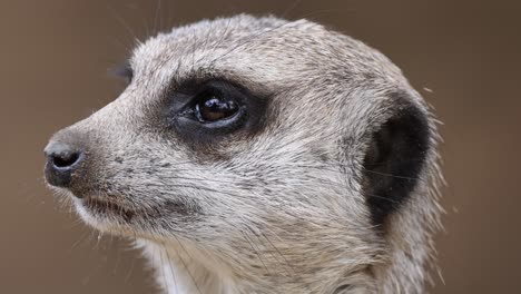 meerkat turning head, observing surroundings intently