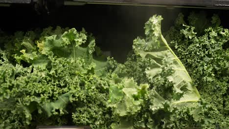 fresh organic kale on the shelf at the grocery store being misted to keep fresh - isolated sliding view