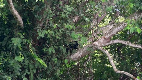 Asian-Black-Bear-Climbing-down-a-Fruiting-Tree,-Ursus-thibetanus,-is-also-called-the-Asiatic-Black-Bear