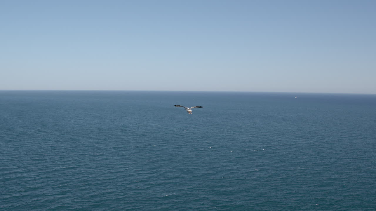 바다 해양 장면 위에 날아다니는 바다표범