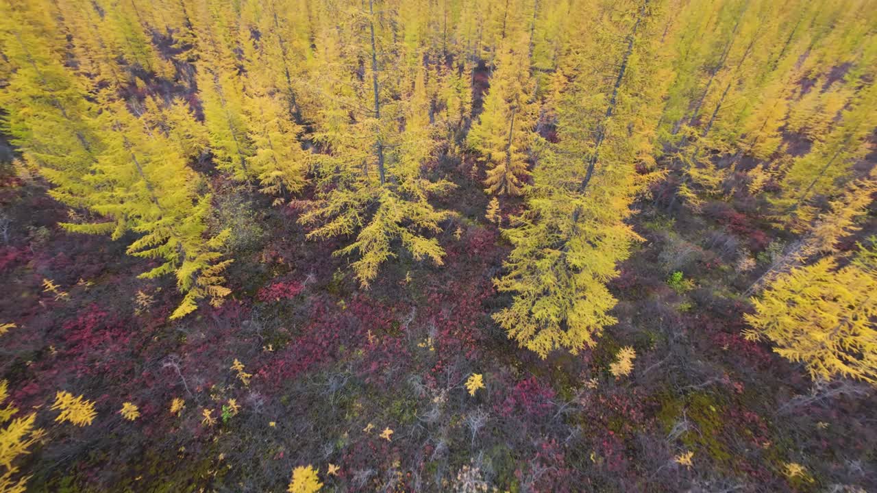 Explore the breathtaking beauty of a golden-hued forest captured from above, revealing nature's stunning autumn colors and the peaceful tranquility of the landscape.