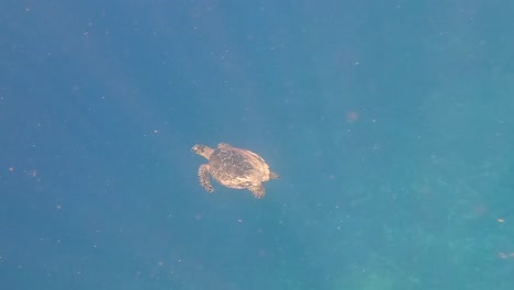 isolated hawksbill sea turtle swimming in blue sea