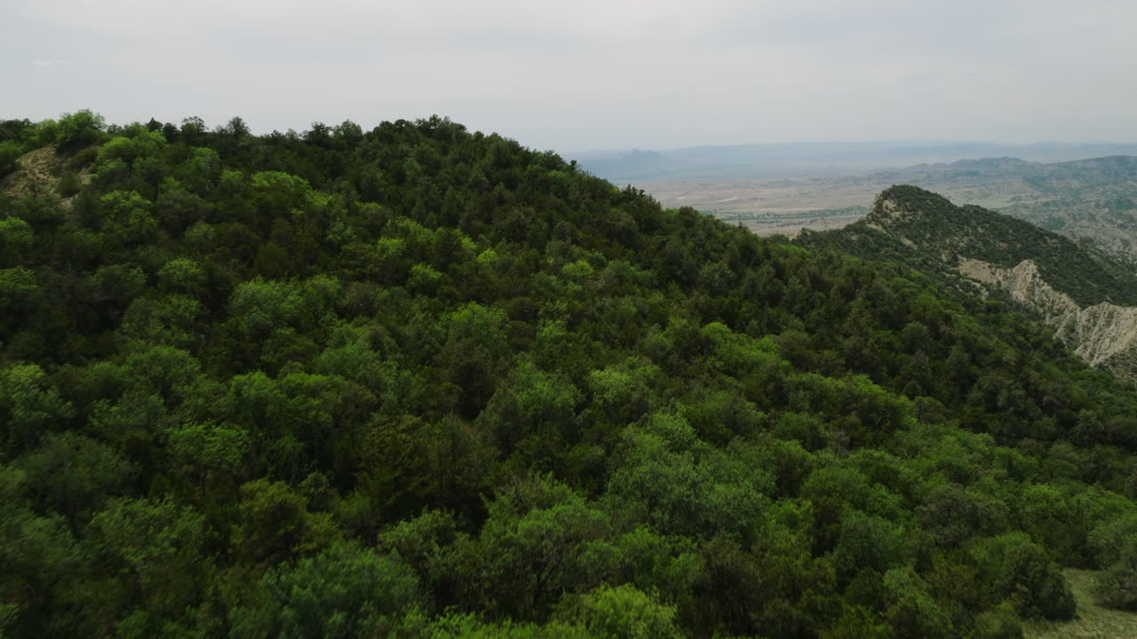 exuberante vegetación de arbustos en la ladera sobre la estepa vashlovani, georgia