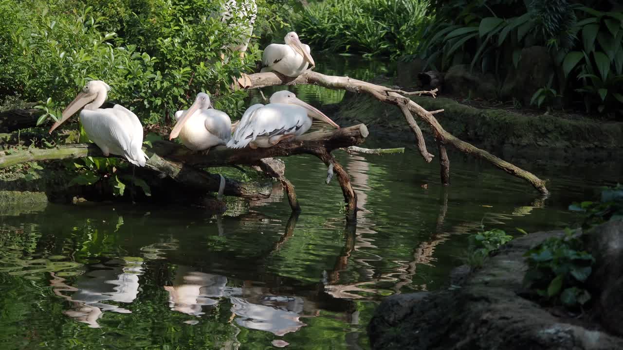 White Pelicans Resting on a Log in a Pond