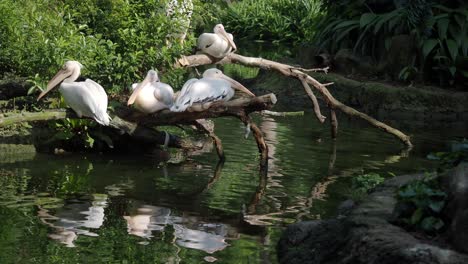 white pelicans resting on a log in a pond