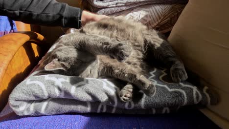 Sleepy-fluffy-gray-cat-enjoys-cuddle-on-bed,-cat-stretches-while-being-stroked-by-a-hand