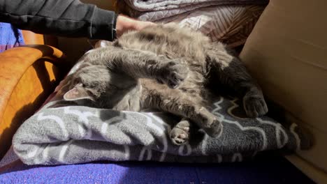 el gato gris esponjoso y esponjoso disfruta de los abrazos en la cama, el gato se estira mientras es acariciado por una mano