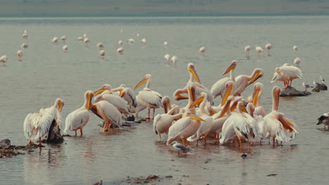 pelicans and flamingos on a lake